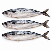 Fresh Mackerel (2pcs)