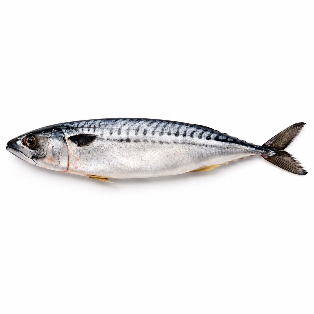 Fresh Mackerel (2pcs)