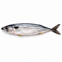 Fresh Mackerel (2pcs)